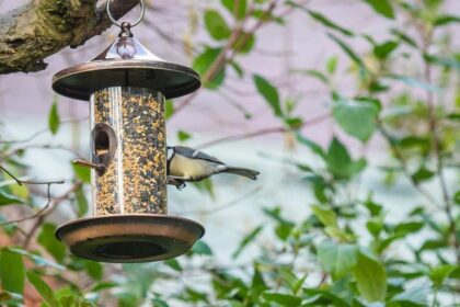 How to Choose the Right Kind of Bird Feeder: A Comprehensive Guide