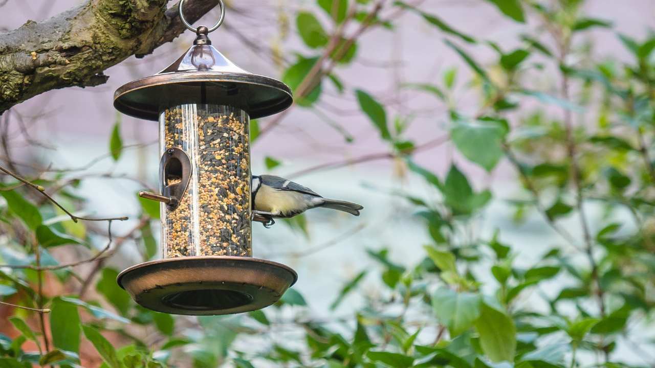 How to Choose the Right Kind of Bird Feeder: A Comprehensive Guide