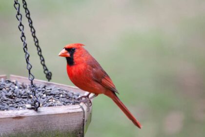 How to Clean Your Bird Feeder: A Comprehensive Guide to Keeping Your Backyard Birds Healthy