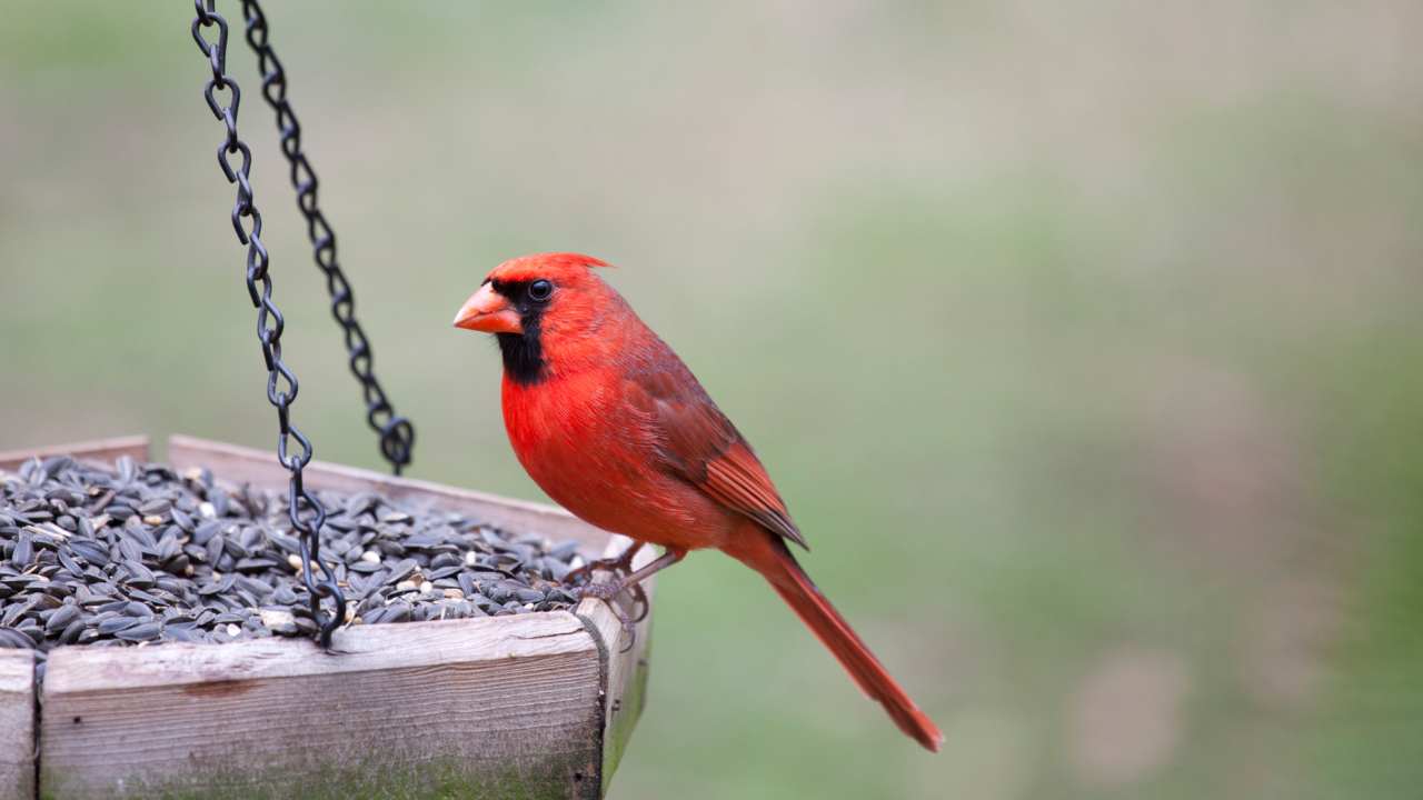 How to Clean Your Bird Feeder: A Comprehensive Guide to Keeping Your Backyard Birds Healthy