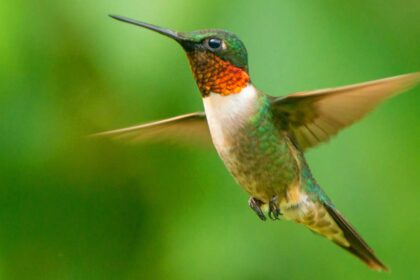 9 Hummingbird Species to Look Out for This Summer