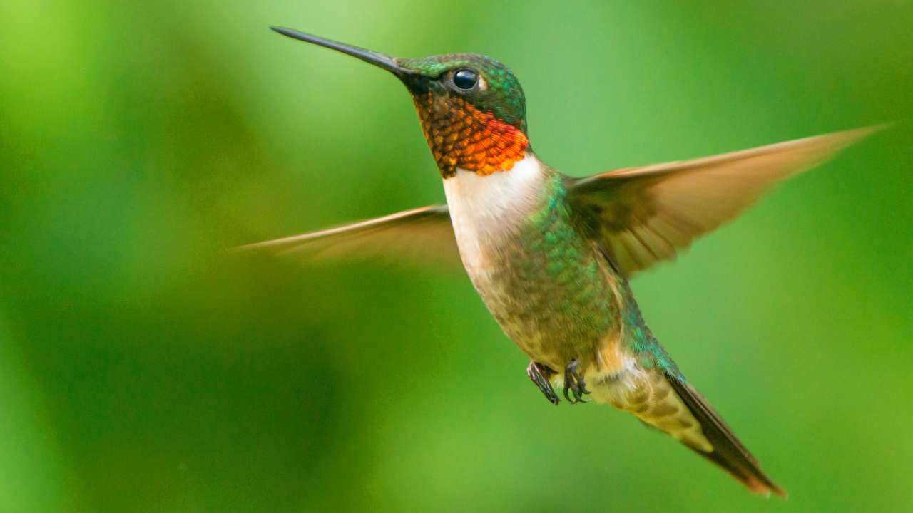 9 Hummingbird Species to Look Out for This Summer