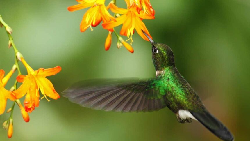 You’re Seeing Fewer Hummingbirds at Your Feeder: Should You Worry?