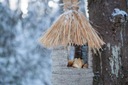 Where to Put Your Bird Feeder: The Ultimate Guide