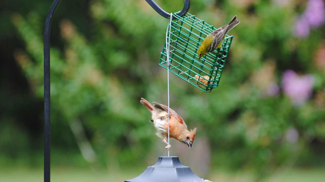 Feeding Birds in Fall: Does It Affect Their Migration or Support Their Journey?