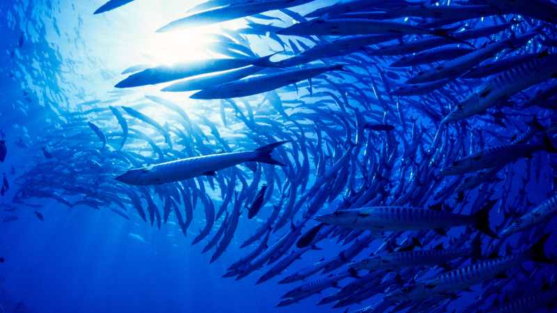 Barracudas: The Ocean's Top Predators