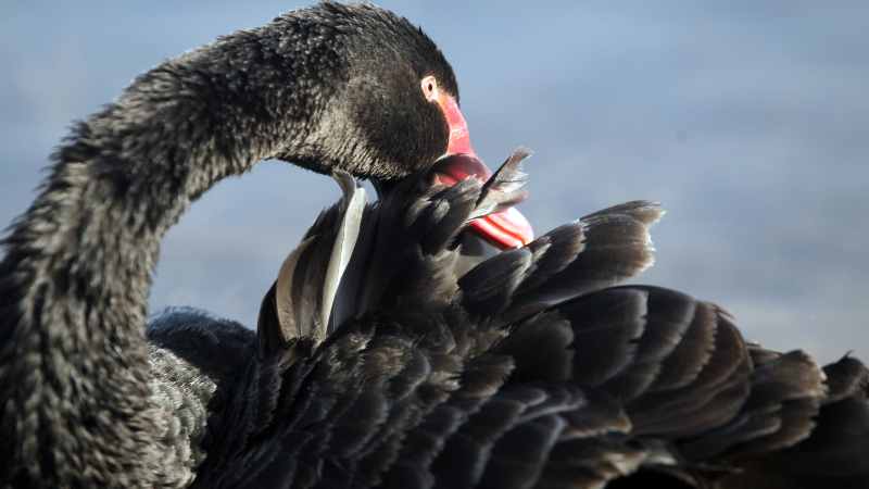 The Black Swan as a Symbol of Mystery and Rarity