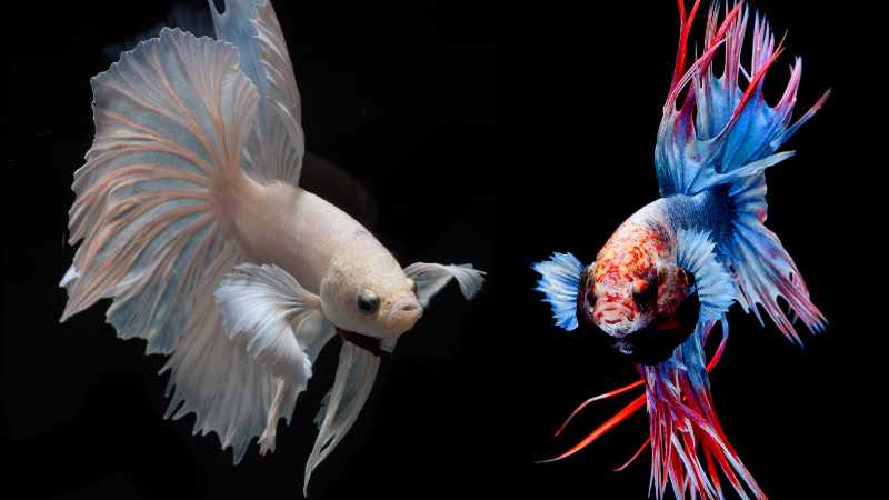 Betta Fish Health 101: Recognizing and Treating Common Ailments