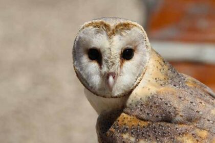 How These Adaptations Make Barn Owls Effective Nocturnal Hunters