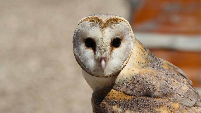 How These Adaptations Make Barn Owls Effective Nocturnal Hunters