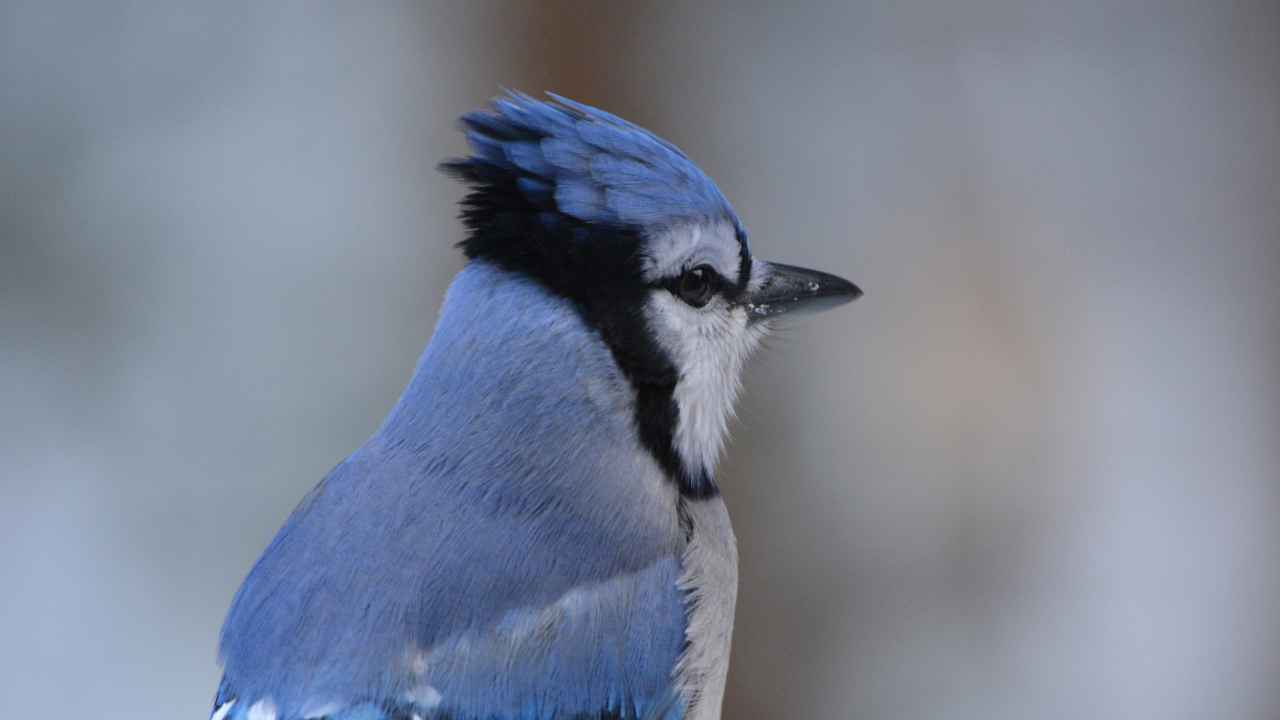 Recognizing Blue Jays' Special Characteristic