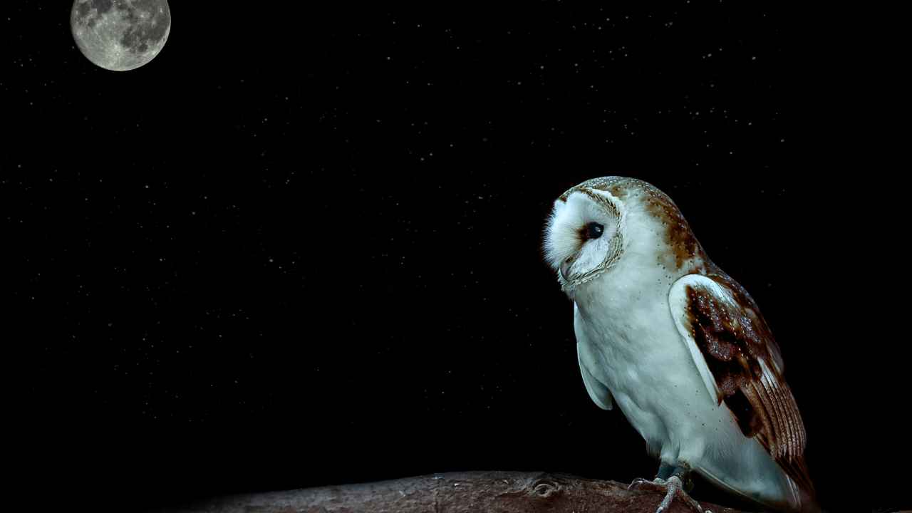 What Do Barn Owls Eat?