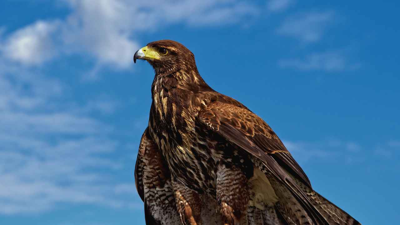 Physical Appearance: Golden Eagle vs. Bald Eagle