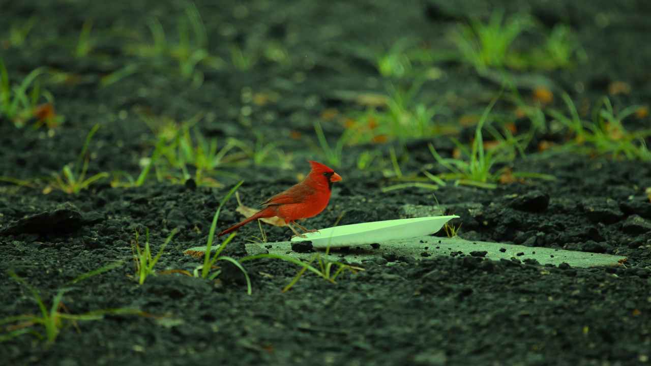 What Do Northern Cardinals Eat? An Overview