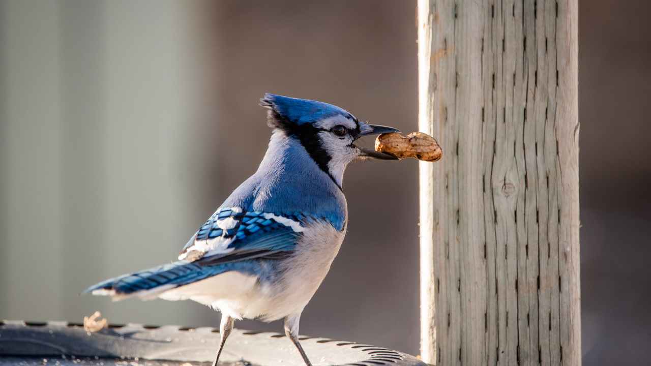 How to Attract Blue Jays to Your Yard: A Comprehensive Guide