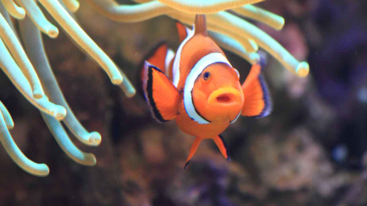 1. Clownfish Are Anemonefish