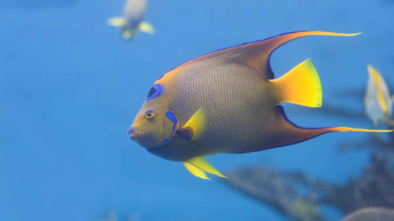 1. There Are Around 86 Different Species of Angelfish