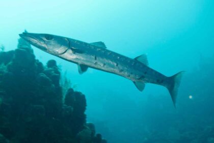 Barracuda: Characteristics, Habitat, and Fascinating Facts