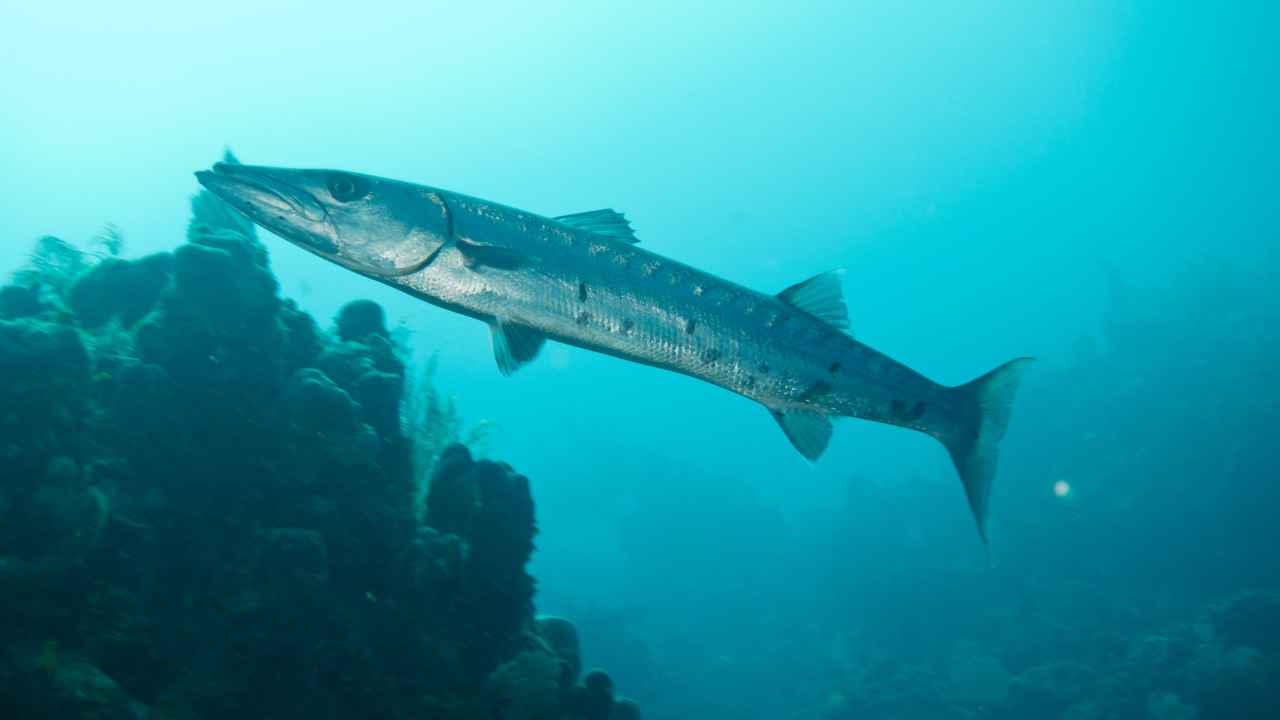 Barracuda: Characteristics, Habitat, and Fascinating Facts