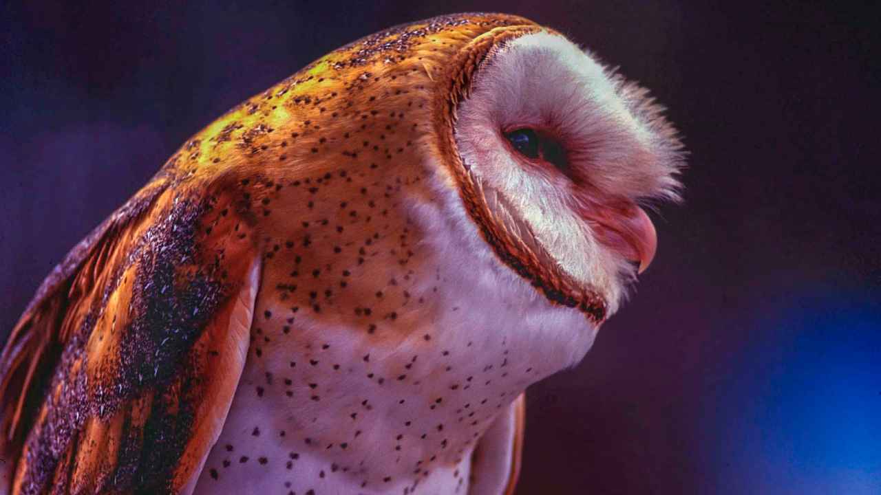 Understanding Barn Owls