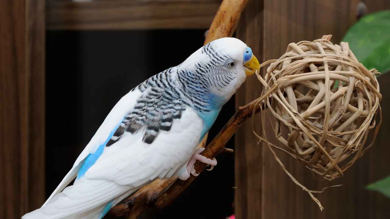 White-Based Budgie Variations