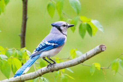 Entertain Your Bird’s Mind: A Guide to Mental Stimulation for Pet Birds