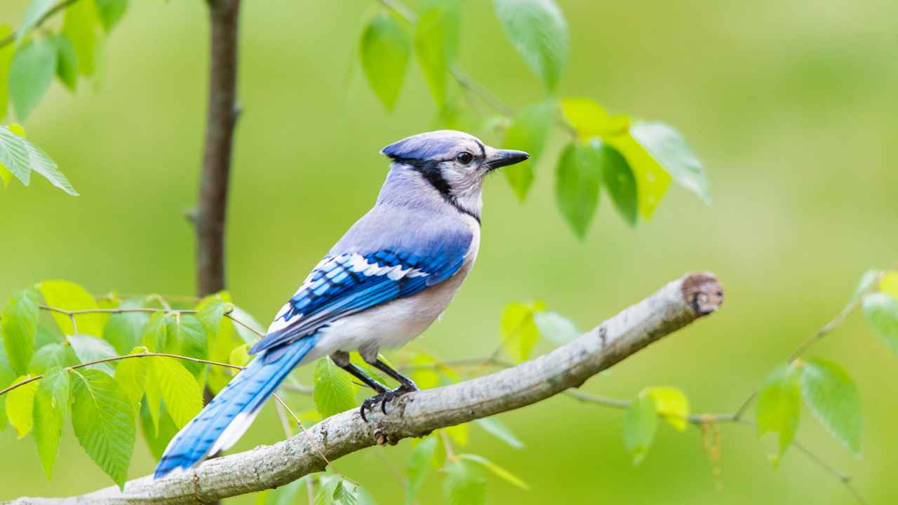 1. Blue Jay (Cyanocitta cristata)