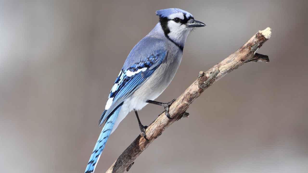 7. Mexican Jay (Aphelocoma wollweberi)