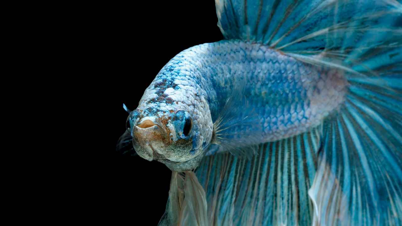 The Origins of Betta Fish