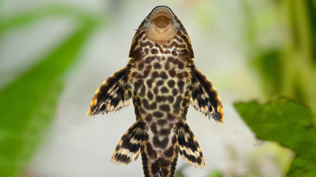 The Big Three Catfish Species in the U.S.