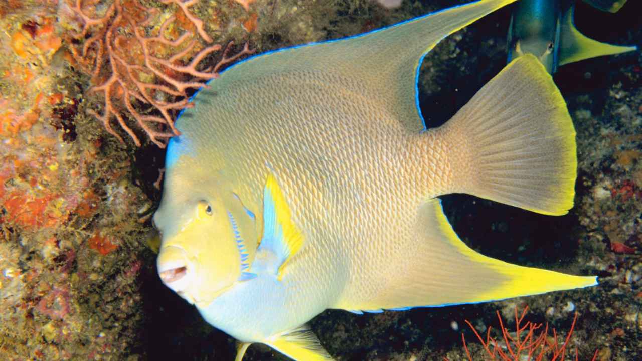 1. Albino Angelfish