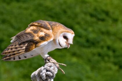 Short-Term Care of a Wild Barn Owl: A Comprehensive DIY Guide