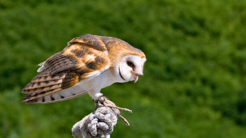 Short-Term Care of a Wild Barn Owl: A Comprehensive DIY Guide