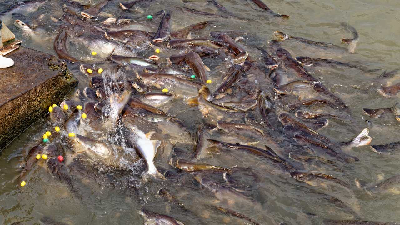 Catfish's Place in Aquatic Ecosystems