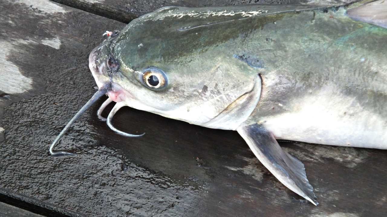 Knowing How Catfish Act: They're Not Just Scavengers