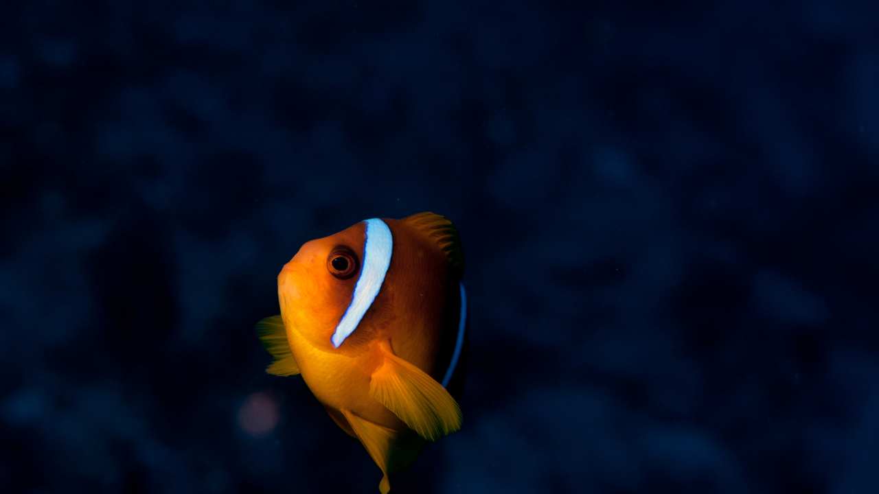 Tips for Keeping Clownfish in an Aquarium