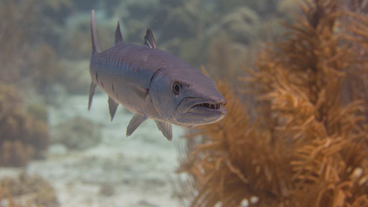 The Bright-Eyed Barracuda, or Yellowtail