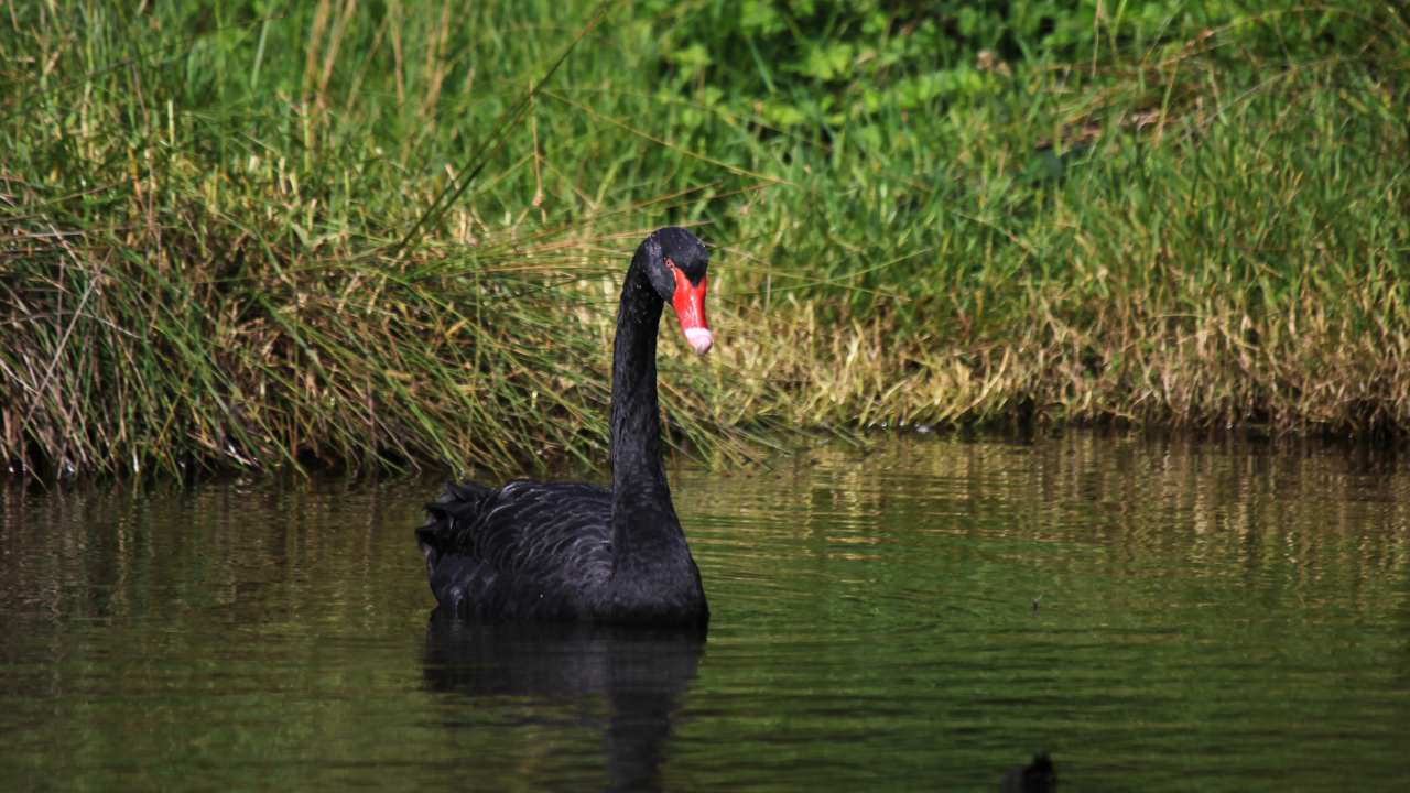 1. Picture Perfect: The Beauty of Swans