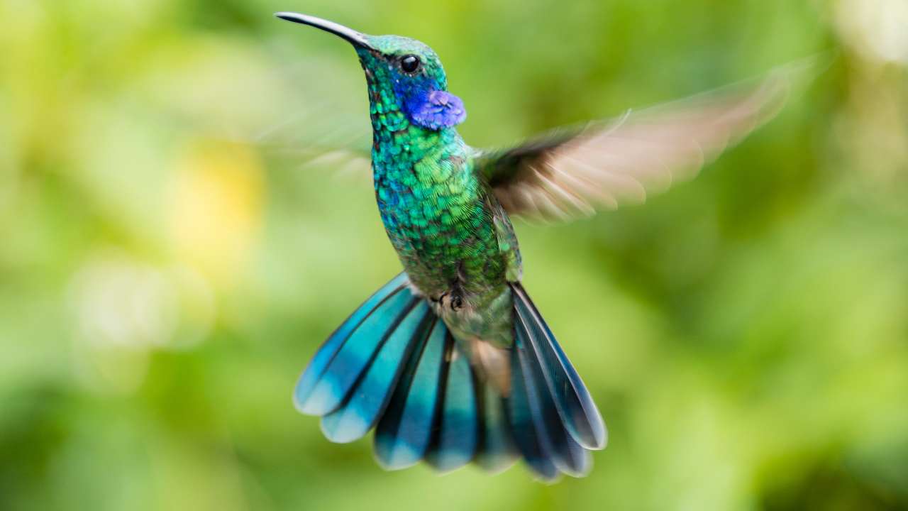 Hummingbird with a ruby throat