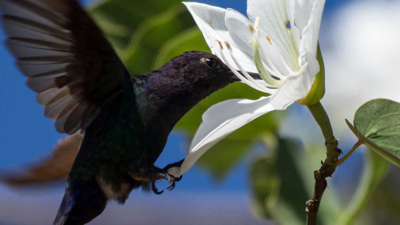 Understanding Hummingbird Behavior and Seasonal Changes