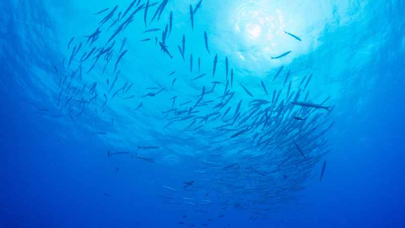 Recognizing Barracudas: The Ocean's Apex Predators