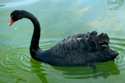 The Black Swan in Asian Cultures