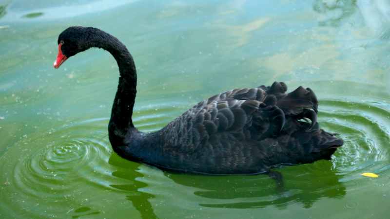 Unveiling the Physical Traits of the Black Swan