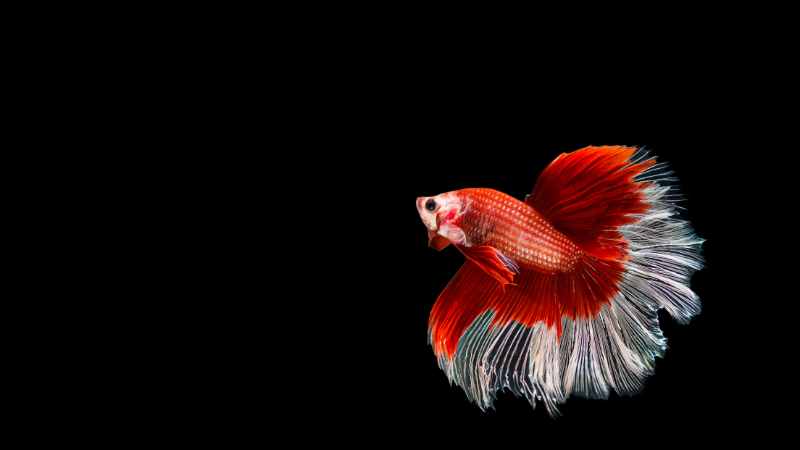 Typical Health Problems with Betta Fish