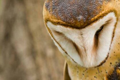 Comparing Barn Owl Vision to Human Sight