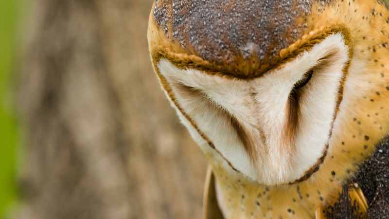 Comparing Barn Owl Vision to Human Sight