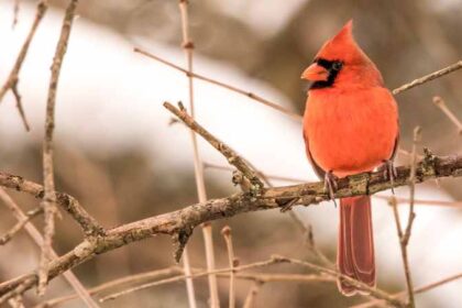 The Cardinal Life Cycle: A Journey from Hatchling to Majestic Adult