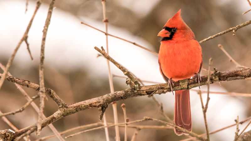 The Vibrant Plumage of Male Cardinals