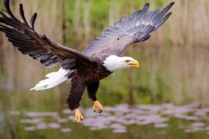 Bald Eagle Diet and Digestive System: A Comprehensive Guide