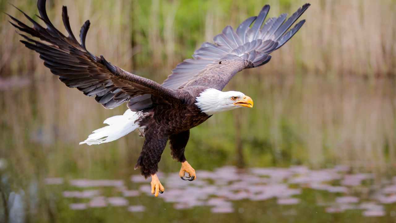 Bald Eagle Diet and Digestive System: A Comprehensive Guide